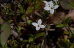 Southern bluet